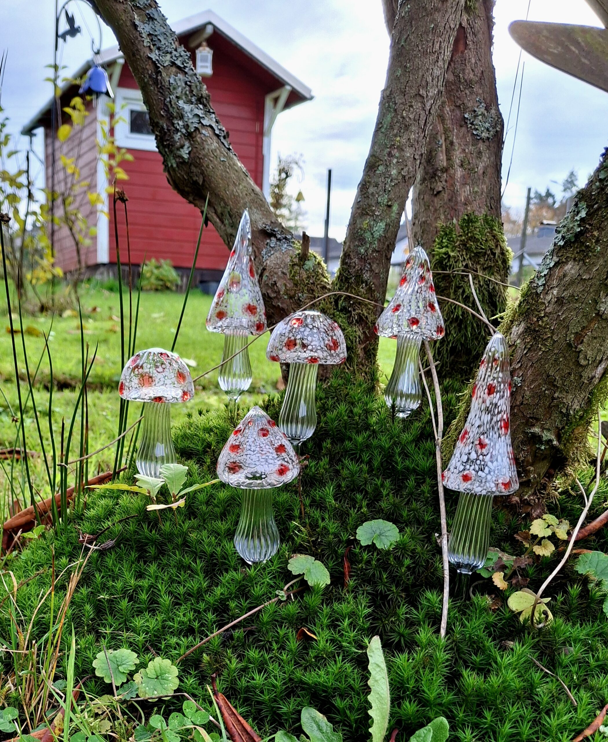 Glas Pilze